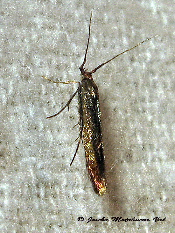 Coleophora deuratella o trifolii?